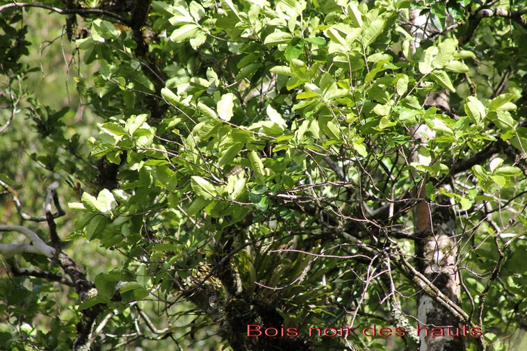 Bois noir des hauts- Diospyros borbonica- Ebénacée - B