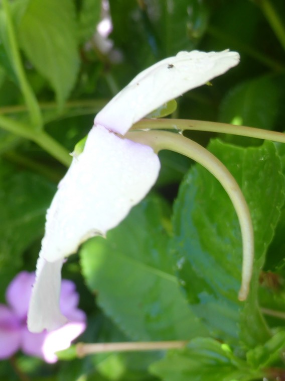 Eperon de l'Impatiens flaccida  (Balsaminacées ordre des Ericales). Les Orchidacées appartiennent à l'ordre des Asparagales.