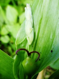Epillet dioïque de Coix lacryma-jobi fomé d'une fleur femelle à la base et de fleurs mâles au sommet.