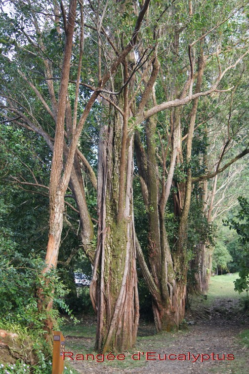 Eucalyptus au départ du sentier