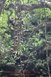 Ficus mauritiana - Les fruits
