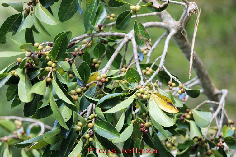 Ficus reflexa - Moracée - B