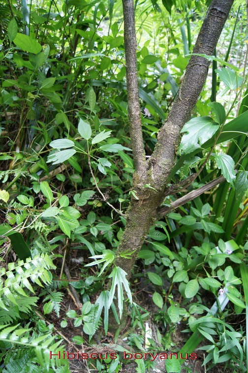 Foulsapatte-Hibiscus boryanus - Malvacée - B