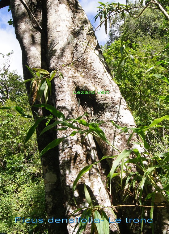 Grand Affouche- Ficus densifolia