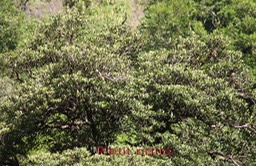 Petit natte - Labourdonnaisia calophylloides - Sapotacée- BM