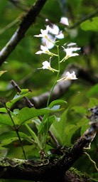 Beclardia  macrostachya - Orchidacée-I