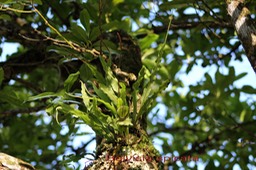 Belvisia spicata- Polypodiacée - I