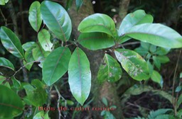 Bois de cabri rouge - Casearia coriacea - Salicacée ex Flacourtiacée - I