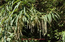 Bois de chapelet- Boehmeria penduliflora- Urticacée - exo