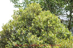 Bois de nèfles gros feuilles -Eugenia bosserii - Myrtacée - B