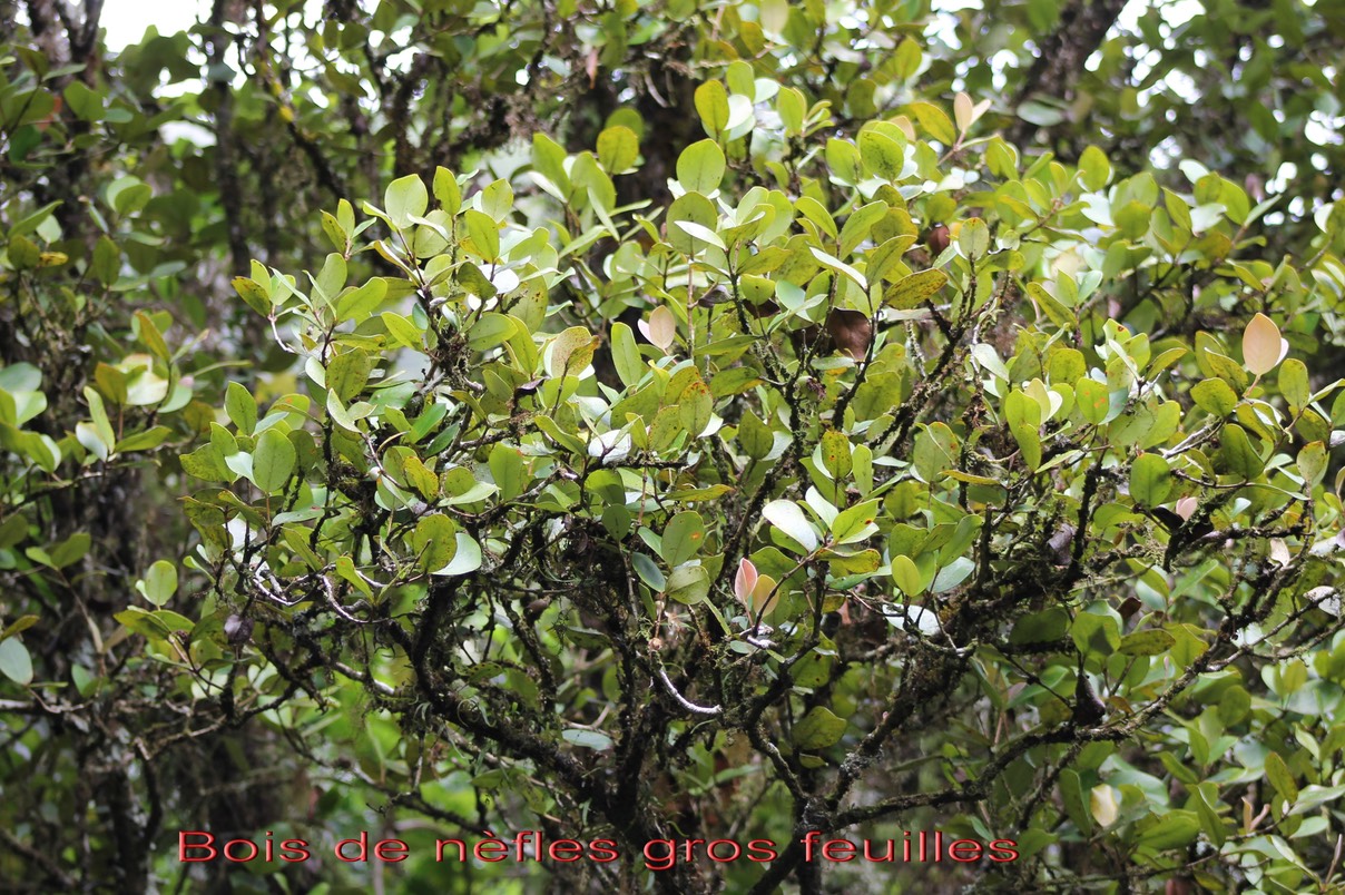 Bois de nèfles gros feuilles- Eugenia bosserii- Myrtacée- B