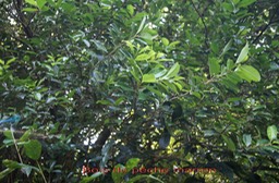 Bois de pêche marron- Psiloxylon mauritiana- Myrtacée- BM