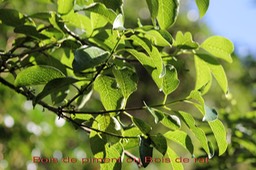 Bois de piment- Geniostoma borbonicum- Loganiacée - Masc
