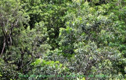 Bois de rempart - Agarista salicifolia et Smilax anceps