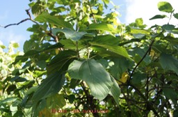 Bois de source - Boehmeria stipularis - urticacée - B