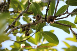 Bois de tambour- Tambourissa elliptica- Monimiacée - B