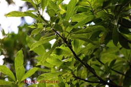 Bois d'Osto- Antirhea borbonica - Rubiacée - Mada- Masc