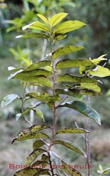 Bois noir des hauts- Diospyros borbonica- Ebénacée- B