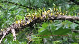 Bulbophyllum sp - Orchidacée -I