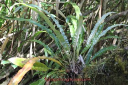 Elaphoglossum sp (2)