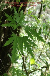 Ficus lateriflora - Feuilles juvéniles