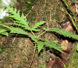 Ficus lateriflora - Moracée