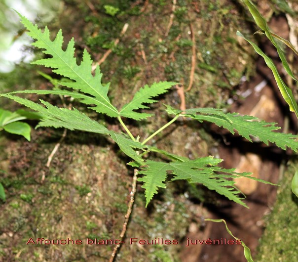 Ficus lateriflora - Moracée