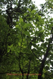 Foulsapate- Hibiscus boryanus- Malvacée - B