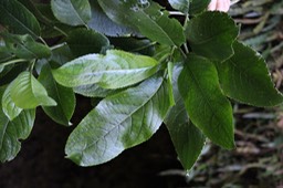 Grand bois d'oiseau - Claoxylon gladulosum - Euphorbiacée - B