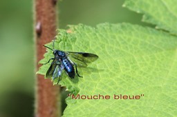 Mouche bleue - Cibdela janthina- Hyménoptère- Sumatra- Asie  S E