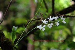 Orchidée muguet- Beclardia macrostachya