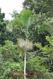 Palmiste poison- Hyophorbe indica- Arécacée- B