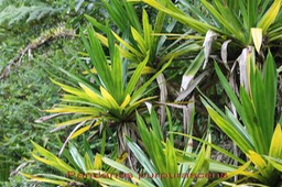 Pandanus purpurascens- Pandanacée-B