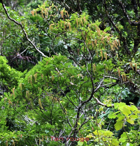 Tan rouge- Weinmannia tinctoria- Cunoniacée - BM