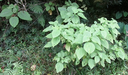 a gauche Boehmeria macrophylla - Bois de source -  Urticacée -I a droite Boehmeria stipularis Wedd. -  Bois de source blanc  - Urticaceae - Mascar. (B, ?M), ?Madag