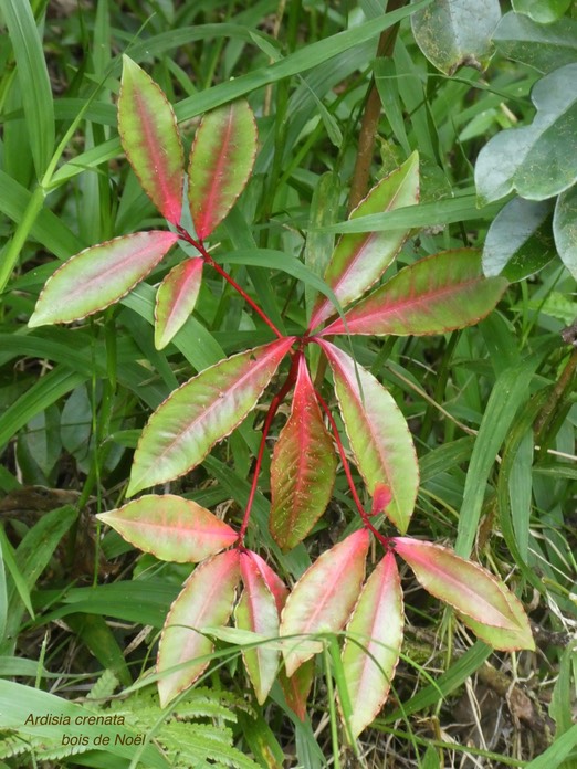 Ardisia crenata . bois de Noël. primulaceae.espèce envahissante .P1750413