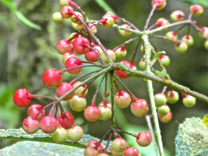 Ardisia crenata .bois de Noël .primulaceae. espèce envahissante P1750395