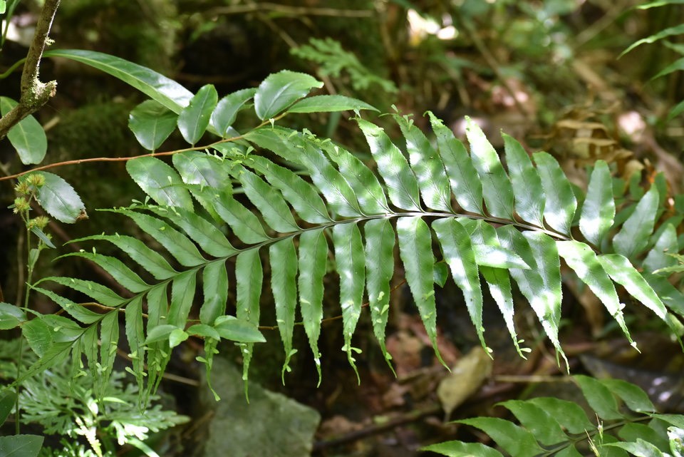 Asplenium daucifolium var. lineatum - ASPLENIACEAE - Indigène Réunion