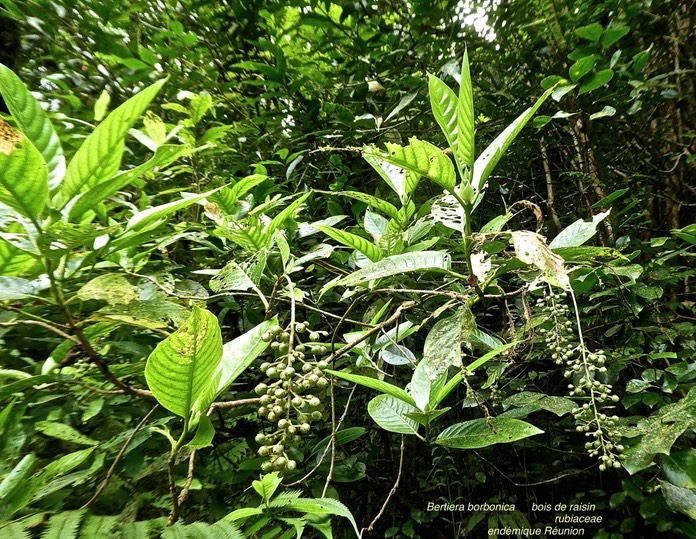 Bertiera borbonica .bois de raisin .rubiaceae.endémique Réunion .P1750195