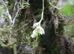 Bulbophyllum (minutum ?) - EPIDENDROIDEAE - Indigène Réunion -DSC00736