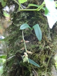 Bulbophyllum (minutum ?) - EPIDENDROIDEAE - Indigène Réunion -DSC00739