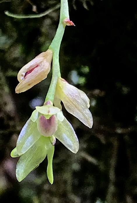 Bulbophylum sp ( minutum ??  ) orchidaceae IMG_6355