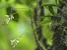 Bulbophylum sp  (minutum ?? ) orchidaceae P1750386