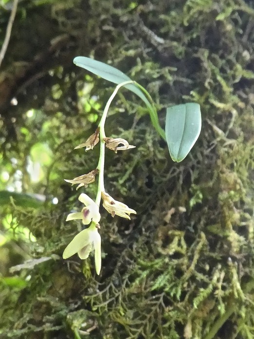 Bulbophylum sp ( minutum ?? ) orchidaceae P1750347