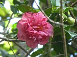 Camellia japonica .camélia .theaceae .P1750150