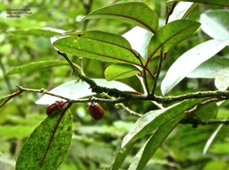 Casearia coriacea. bois de cabri rouge.salicaceae. endémique Réunion Maurice .P1750402