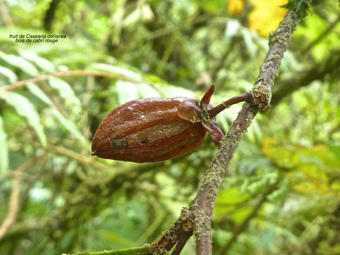 Casearia coriacea.bois de cabri rouge .( fruit ) salicaceae .endémique Réunion Maurice .P1750321