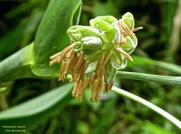 Coix lacryma jobi .grains de Job .larmes de Job . poaceae .inflorescence mâle .P1750168