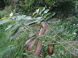 Diospyros borbonica - Bois noir des Hauts - EBENACEAE - Endémique Réunion