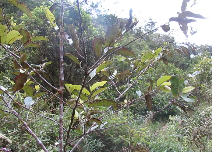 Diospyros borbonica - Bois noir des Hauts - Ebenacea  - endémique de la Réunion